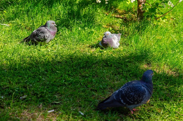 Les pigeons sont assis dans l'herbe un jour d'été.