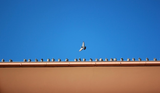 Pigeons sur le toit