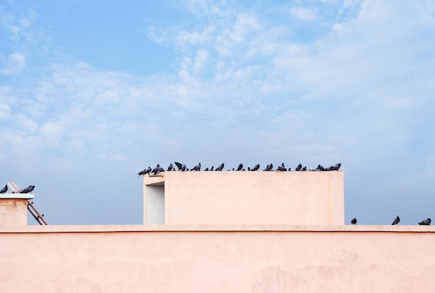 Pigeons Troupeau de pigeons sur le toit du bâtiment
