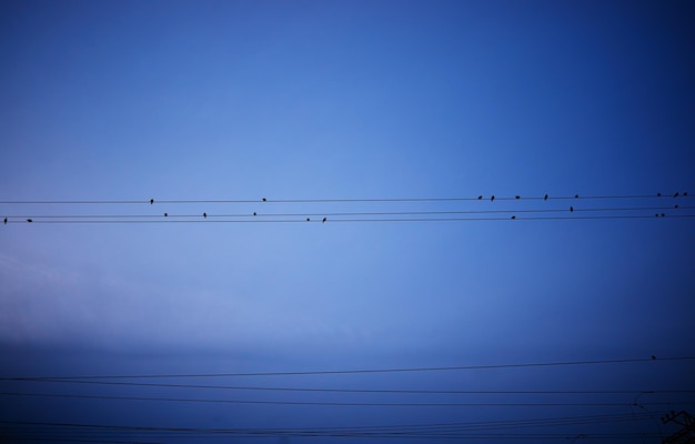 Pigeons de la ville assis sur des fils de communication