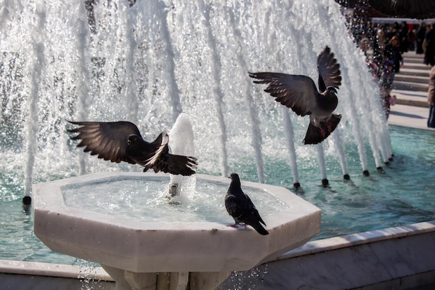 Pigeons de la ville au bord de la fontaine