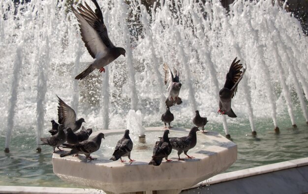 Des pigeons de la ville au bord de la fontaine