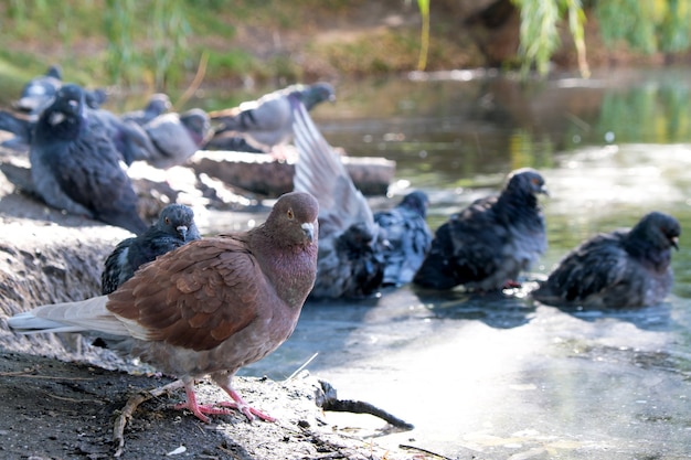 Les pigeons de la ville nagent dans une flaque d'eau sur une route goudronnée après une pluie d'automne par temps nuageux