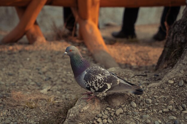 pigeons