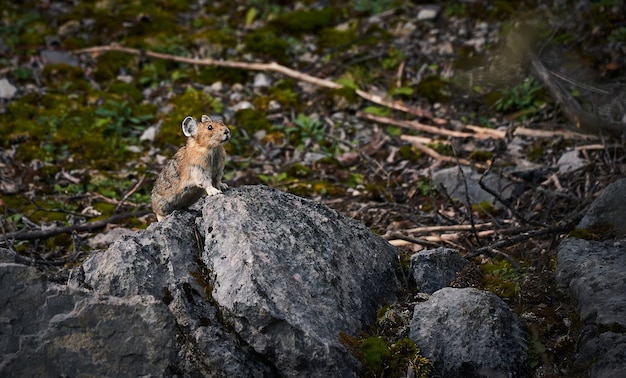 Pika dans les montagnes Rocheuses au Canada