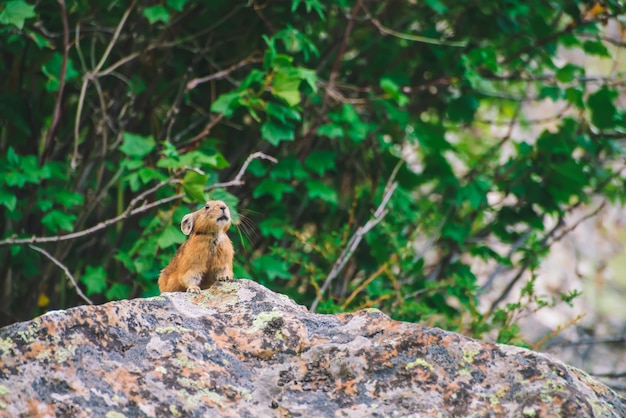 Pika rongeur sur falaise parmi les riches plantes des hauts plateaux. Petit animal curieux sur rocher.