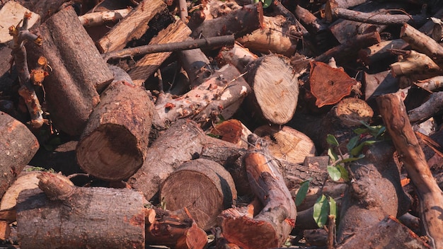 Pile de bois et de branches d'arbres sur le bord de la route qui sont trop hautes pour être réutilisées et recyclées