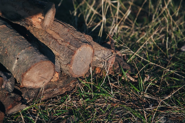 Pile de bois de chauffage dans le champ sur l'herbe. Beaucoup de bois sec