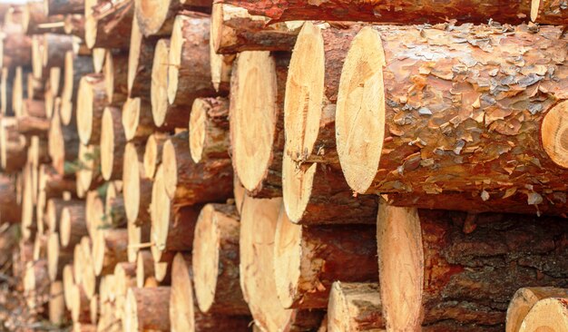 Pile de bois de grumes de pin fraîchement coupées