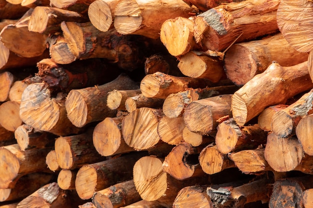 Une pile de bois de mangrove à l&#39;usine de charbon de bois