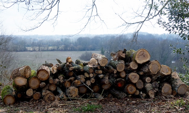 Pile de bois pour la cheminée