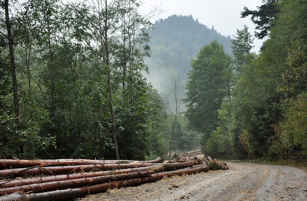 Pile de bois près de la route forestière