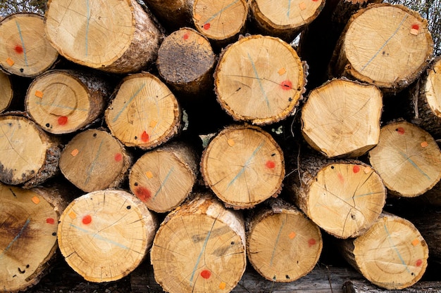 Pile de bois ou de troncs d'arbres