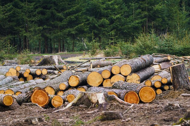 Pile de bois Vue d'énormes piles de grumes