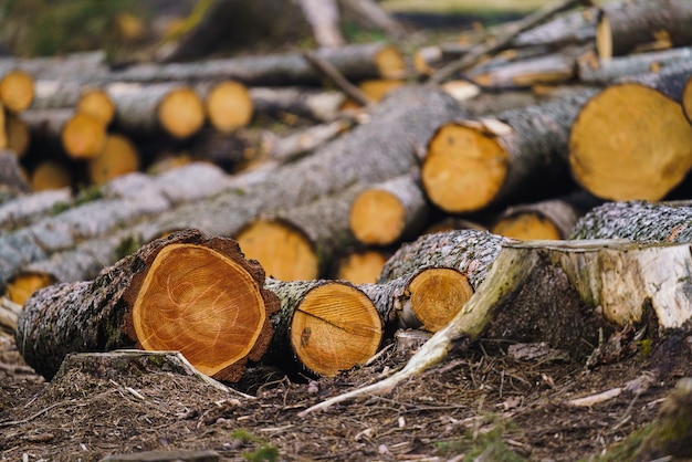 Pile de bois Vue d'énormes piles de grumes