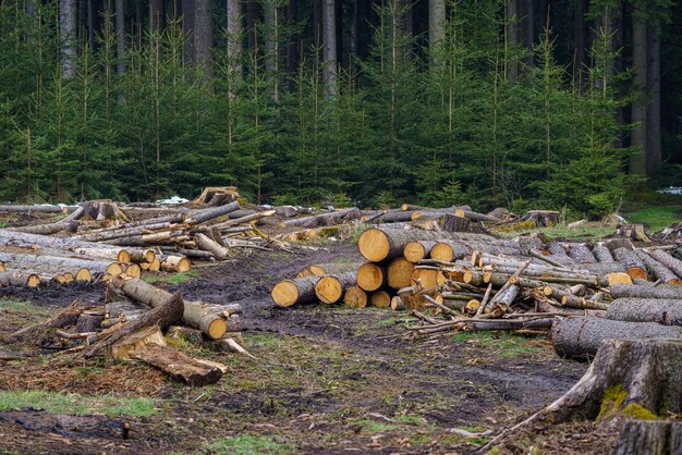 Pile de bois Vue d'énormes piles de grumes