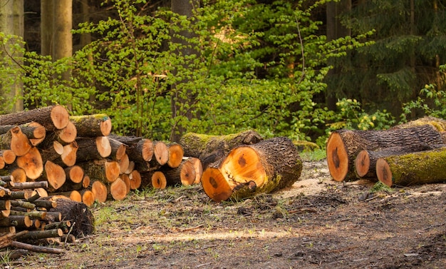 Une pile de bûches contre les arbres