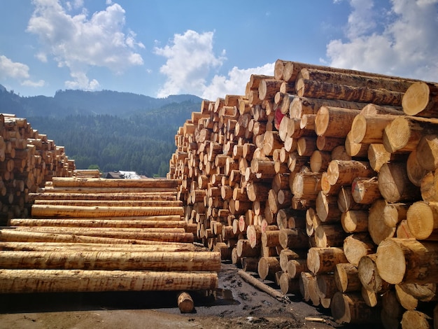 Photo une pile de bûches dans la forêt contre le ciel