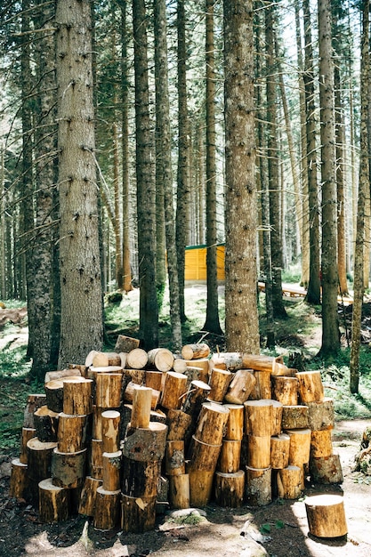 Une pile de bûches dans la forêt