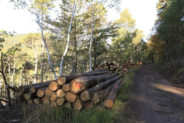 Photo une pile de bûches dans la forêt