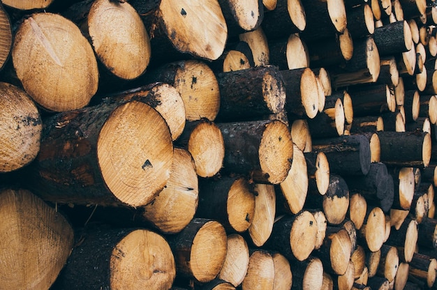 Une pile de bûches dans la forêt
