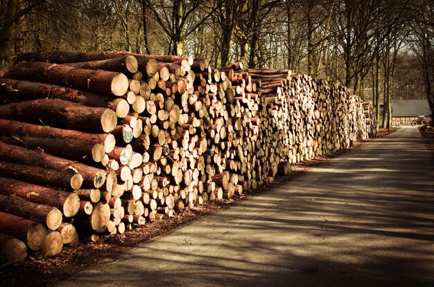 Photo une pile de bûches dans la forêt