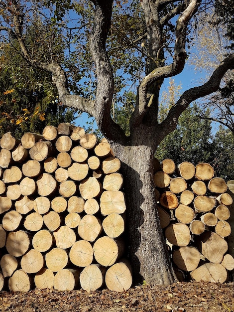 Photo une pile de bûches sur le tronc d'un arbre