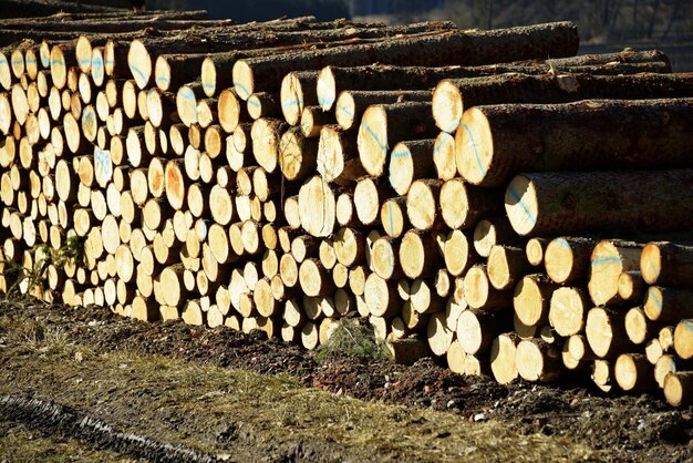 Une pile de bûches