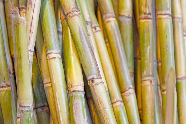 Photo pile de canne à sucre sur un étal de marché