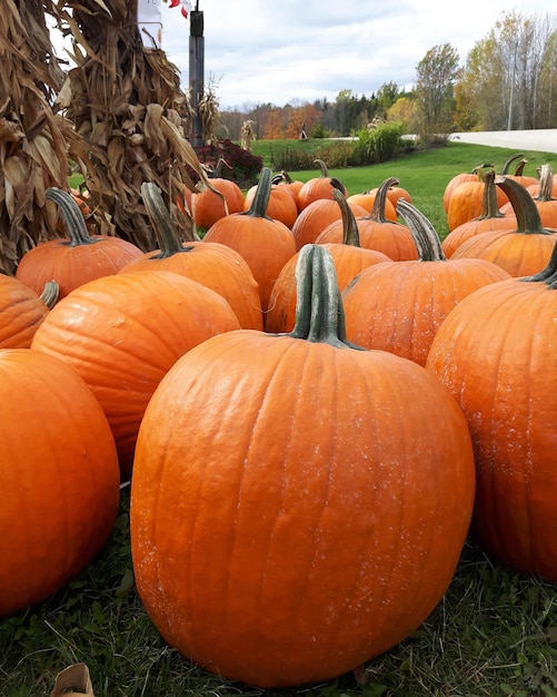 Photo une pile de citrouilles sur le champ