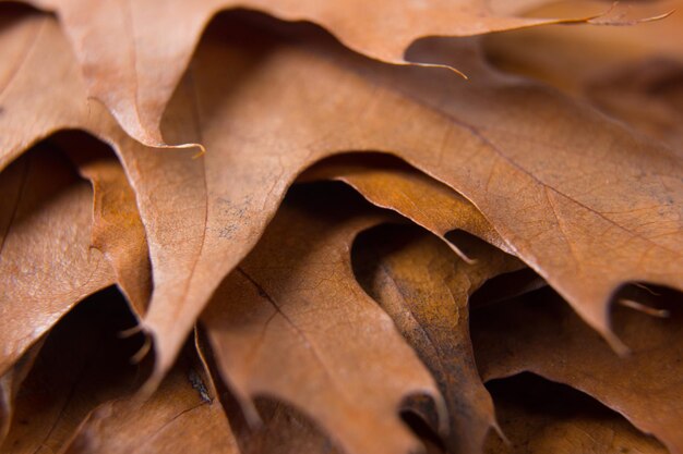 Une pile de feuilles brunes sèches. Feuilles d'assaisonnement séchées