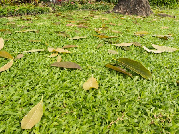 pile de feuilles sèches sur le sol