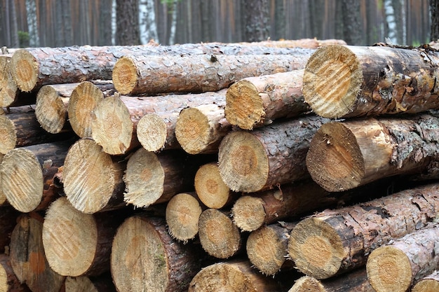 Pile de grumes de bois en forêt