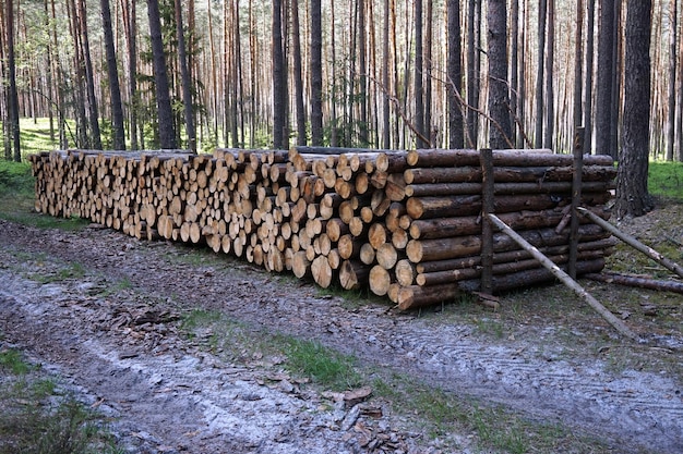 Pile de grumes de bois en forêt