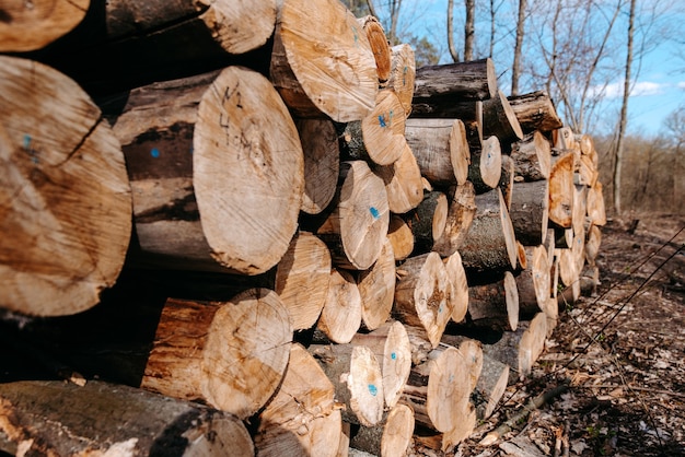 Pile de grumes coupées dans une forêt