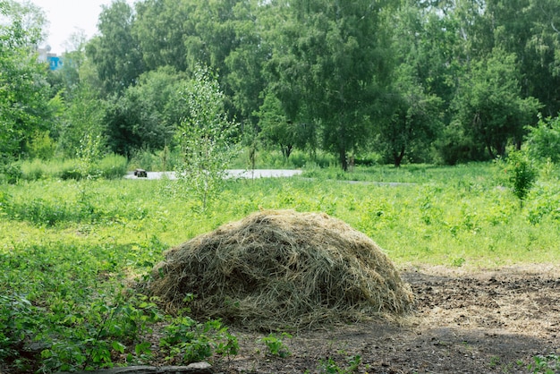 Pile d'herbe tondue dans le parc. Nettoyage de jardin