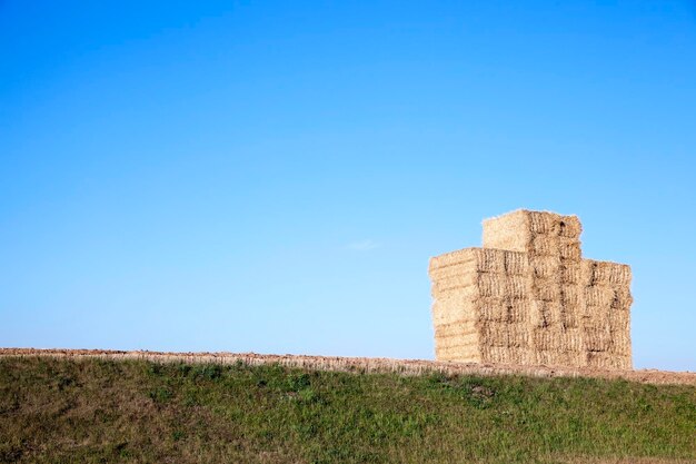 Pile de paille de blé