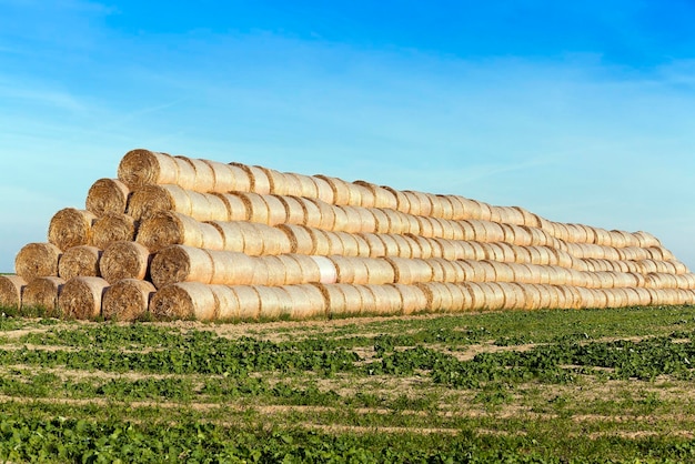 Pile de paille dans le champ