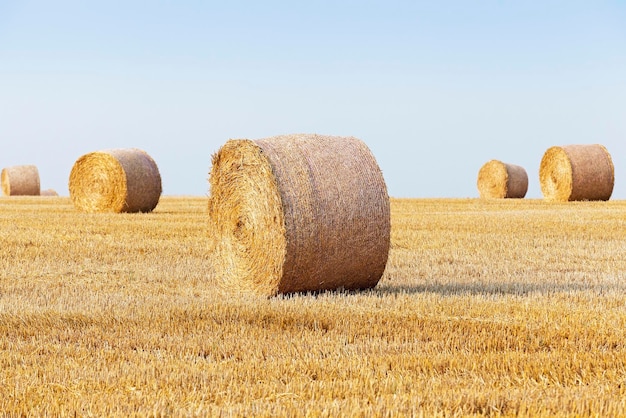 Pile de paille dans le champ