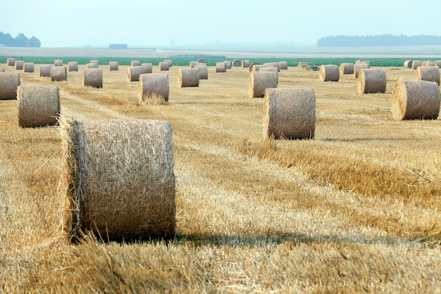 Pile de paille dans le champ