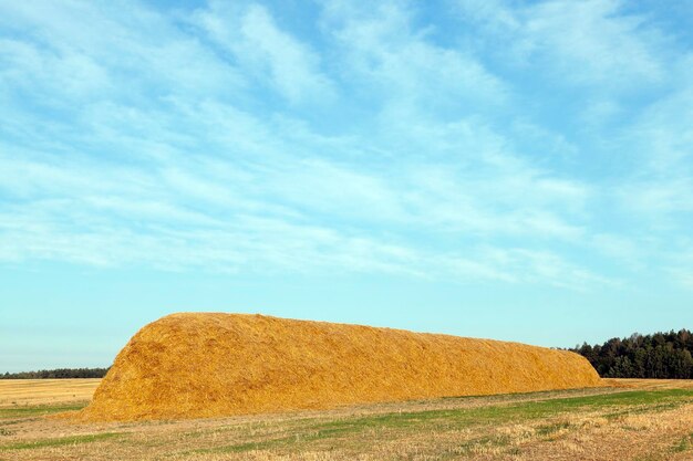 Pile de paille dans le champ