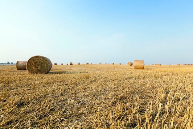 Pile de paille dans le domaine champ agricole sur lequel empilés des meules de foin de paille après la récolte de blé