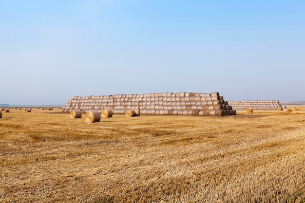 Pile de paille dans le domaine champ agricole sur lequel empilés des meules de foin de paille après la récolte de blé