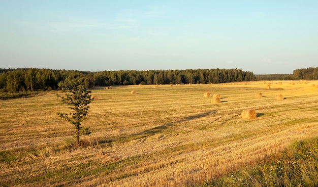 Pile de paille - la pile de paille photographiée pendant la récolte de céréales