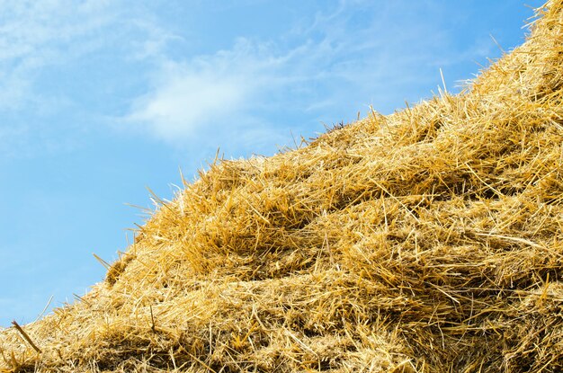 Photo une pile de paille