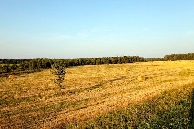 Pile de paille