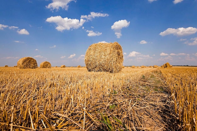 Pile de paille