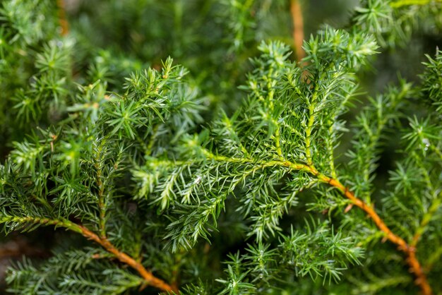 Une pile de plantes de cèdre pour le fleuriste