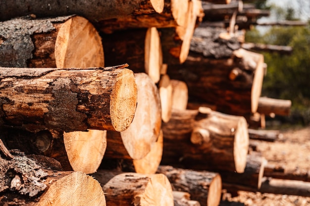 Pile de troncs d'épicéa en rondins Arbres sciés de la forêt Exploitation forestière Industrie du bois Couper des arbres le long d'une route préparée pour l'enlèvement