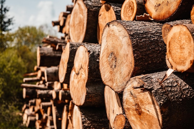 Pile de troncs d'épicéa en rondins Arbres sciés de la forêt Exploitation forestière Industrie du bois Couper des arbres le long d'une route préparée pour l'enlèvement